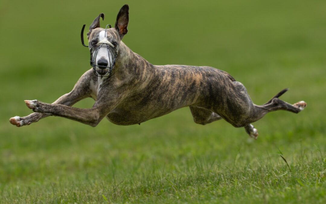 LC-træning – Sjælland – Årets sidste!